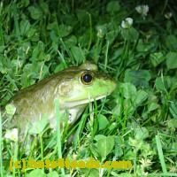 /home//u458753944/public_html/sourcegallery///Frogs/More bullfrogs/P6080153.JPG